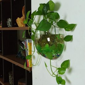 گیاهان آپارتمانی با نورکم