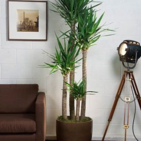 گیاهان مقاوم آپارتمانی